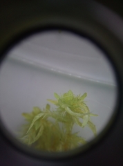 Sphagnum inundatum