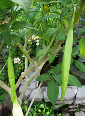 Brugmansia arborea