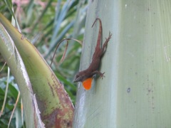 Anolis grahami