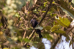 Conirostrum albifrons