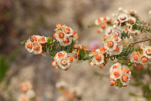 Verticordia fragrans