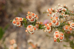 Verticordia fragrans