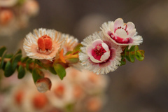Verticordia fragrans, photograph (c) Cal Wood, some rights reserved (CC BY)