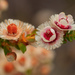 Verticordia fragrans - Photo 由 Cal Wood 所上傳的 (c) Cal Wood，保留部份權利CC BY