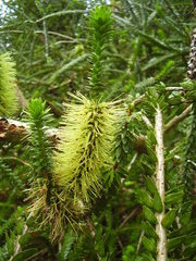 Melaleuca diosmifolia