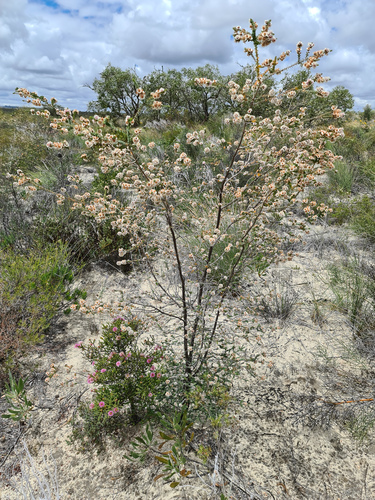 Verticordia fragrans, photograph 2