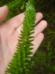 Melaleuca diosmifolia