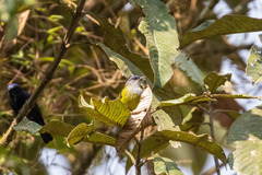 Conirostrum albifrons