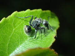 Camponotus postoculatus