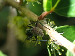 Camponotus postoculatus