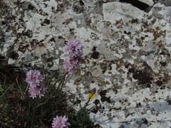 Armeria saviana