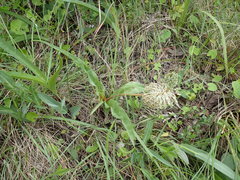 Ledebouria floribunda