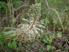 Ledebouria floribunda