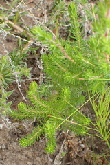Erica glumiflora