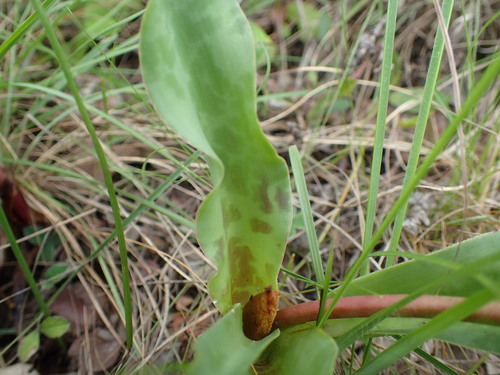 Image of Ledebouria floribunda by (c) Mahomed Desai, some rights reserved (CC BY)