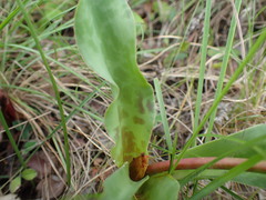 Ledebouria floribunda