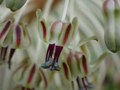 Ledebouria floribunda