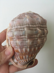 Cypraecassis rufa