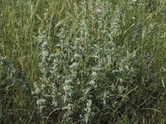Marrubium incanum