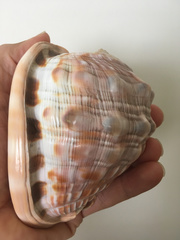 Cypraecassis rufa