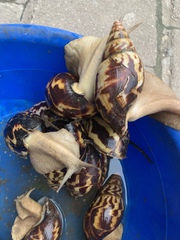 Achatina schweinfurthi