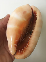 Cypraecassis rufa