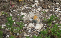 Coenonympha rhodopensis