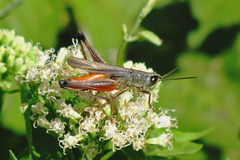 Amblytropidia australis