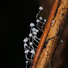 Mycena albidocapillaris