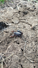 Bothriurus bonariensis
