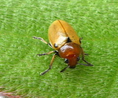 Antipus rufus