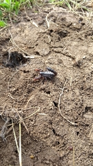 Bothriurus bonariensis