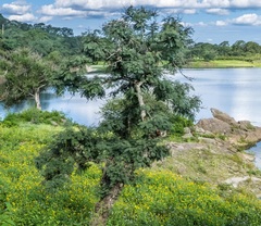 Anadenanthera colubrina