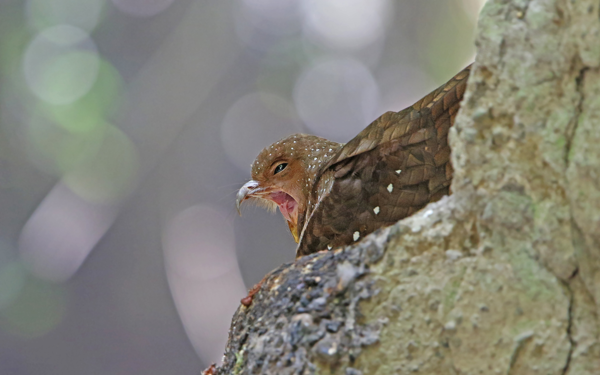 Oilbird illustration