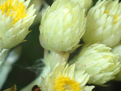 Helichrysum auriceps