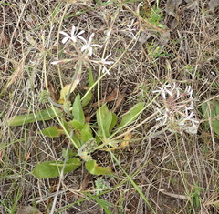 Pelargonium auritum carneum