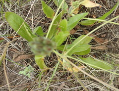 Pelargonium auritum carneum