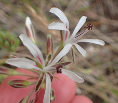 Pelargonium auritum carneum