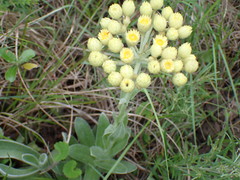 Helichrysum auriceps