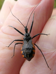 Rhynocoris tristis
