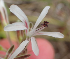 Pelargonium auritum carneum