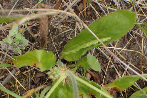 Image of Pelargonium auritum by (c) Nicola van Berkel, some rights reserved (CC BY-SA)