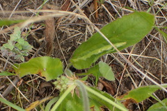 Pelargonium auritum carneum