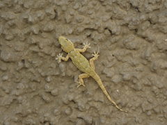 Tarentola mauritanica