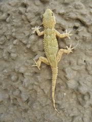 Tarentola mauritanica