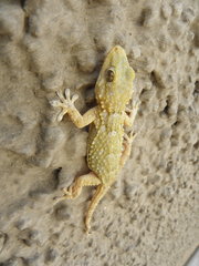 Tarentola mauritanica