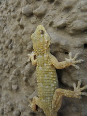 Tarentola mauritanica