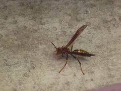 Polistes myersi