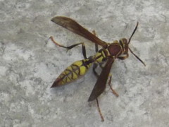 Polistes myersi