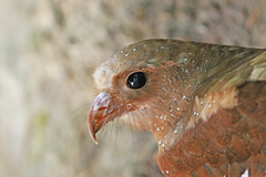 Oilbird photo 2